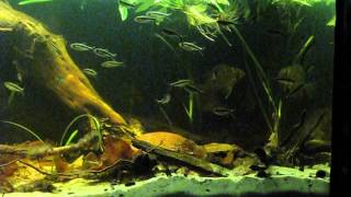 150l SA CW - first food