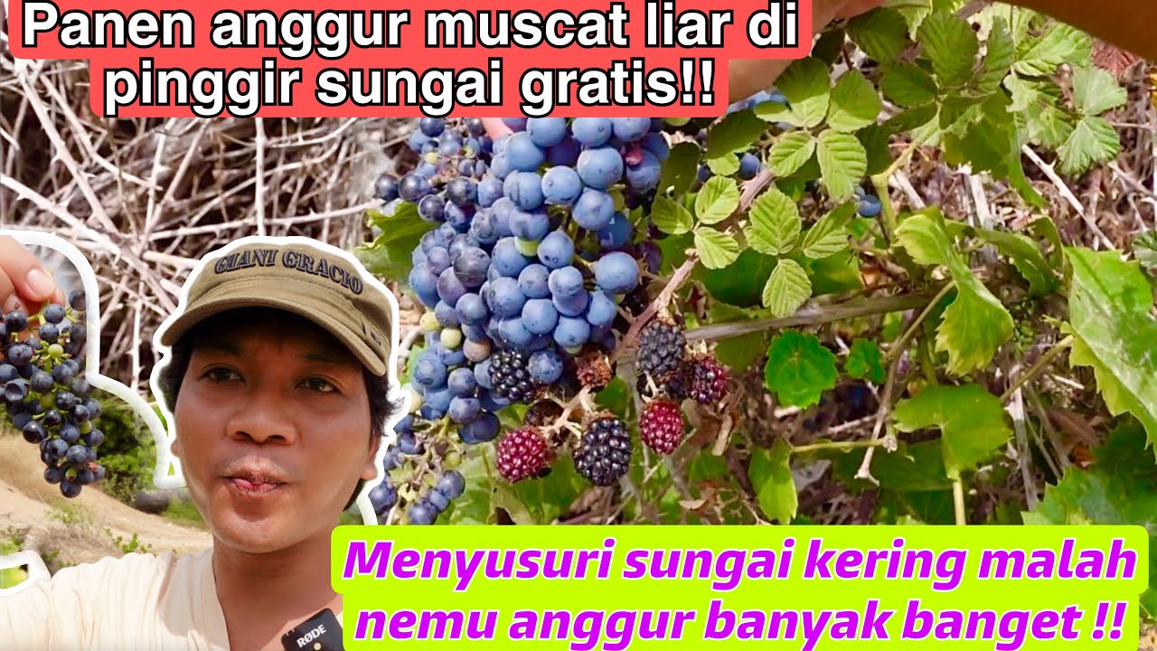 MENYUSURI SUNGAI MALAH NEMU ANGGUR MUSCAT LIAR MELIMPAH!! MANIS BANGET AUTO PANEN GRATIS!!!