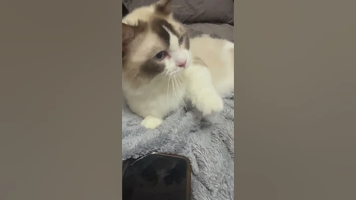 Watch the video about Round 1 FIGHT #cat #funnycat #catsofyoutube #catshorts #cats #catsvideo #ragdollcat #munchkin_cat