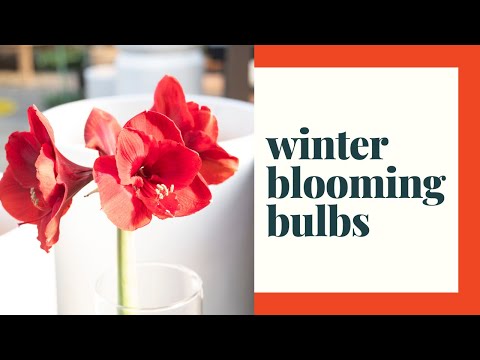 Videó: Sternbergia Lutea: Tippek a téli virágzó nárcisz termesztéséhez