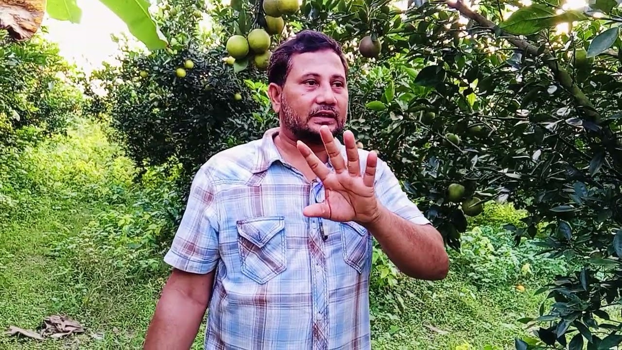 আর এন ২ মাল্টা বাণিজ্যিকভাবে চাষ করার জন্য  দারুন একটা মাল্টার জাত।