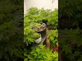 F1 updates. #trending #cannabiscultivation #cannabiseducation #foryou #cannabisbreeding #medicine