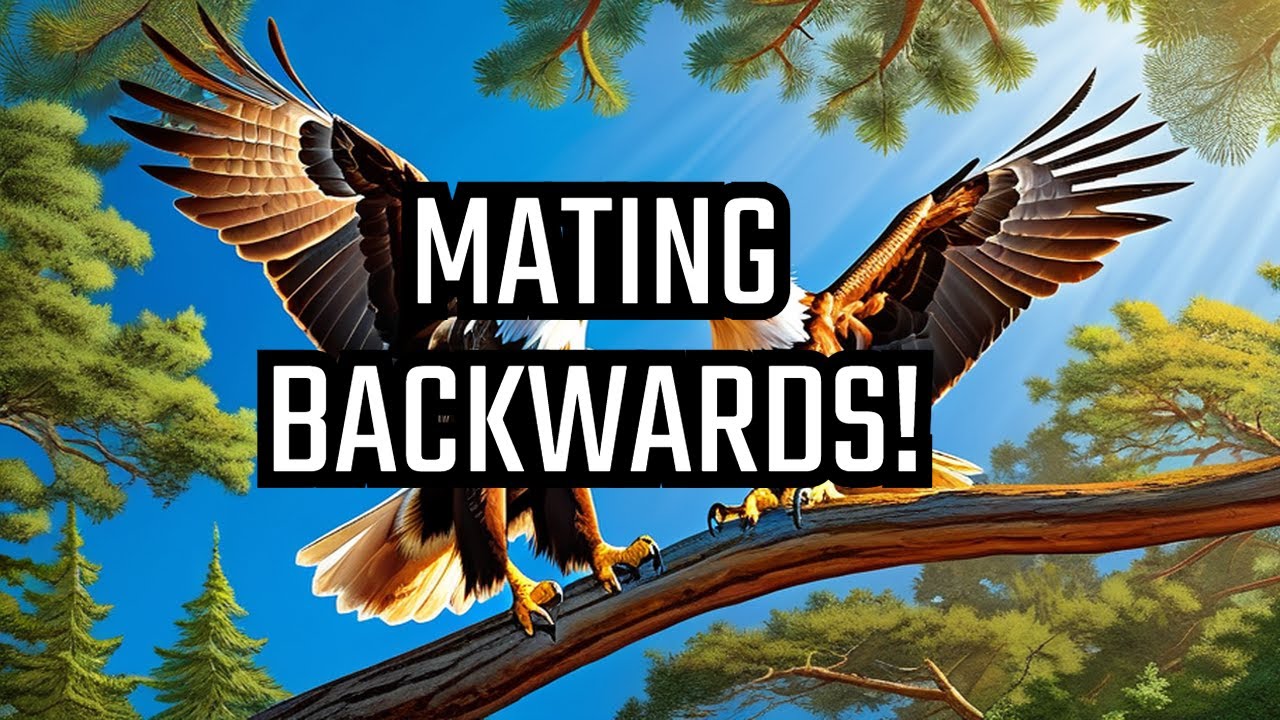Eagle's Hilarious Backwards Mating Ritual - YouTube