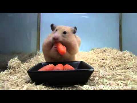 Video: Yuav Dab Tsi Hamsters Noj? Carrots, Txiv Quav Ntswv Nyoos, Txiv Lws Suav, Thiab Lwm Yam