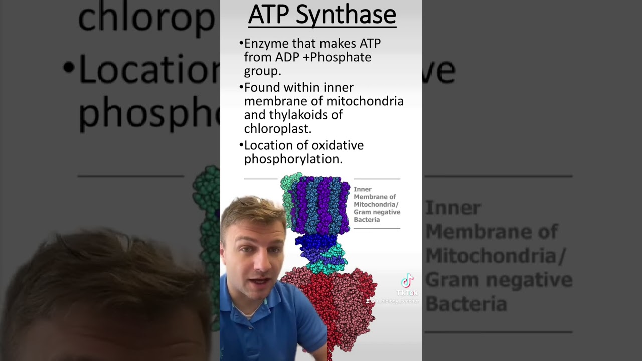 ATP Synthase
