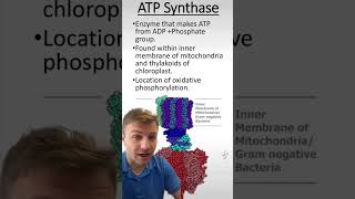 ATP Synthase