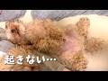 どれだけ寝てても「ごはん」で起きる子犬🐶
