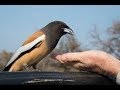 Tiger Toothpick Bird (Rufous Treepie): Amazing Birds at Ranthambore National Park, Rajasthan