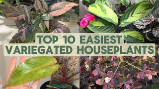 Top 10 Easiest Variegated Houseplants