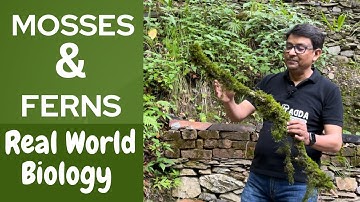 Bryophytes & Pteridophytes | Mosses & Ferns | Real World Biology