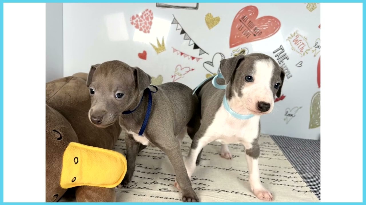 ダンシャリアングレーハウンドページ ③④ 計２個 イタリアングレーハウンドの子犬（オス♂） 札幌西店｜ペットショップ