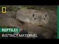 Un serpent à sonnette défend ses petits en dépit du danger