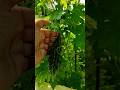 मेरे किचेन garden के पौधे #garden#plants#farming #organicgardener #shortsviral