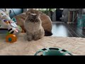 Siberian cat plays and baby wants to join him