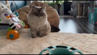 Siberian cat plays and baby wants to join him