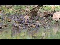 Goldfinch, Carduelis carduelis, bathing together.