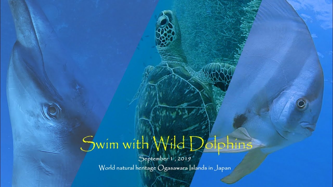 イルカにツバメにアオウミガメ 野生のイルカと泳ぐ 小笠原諸島 Youtube