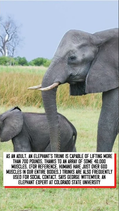 How Much Weight Can An Elephant Lift With Its Trunk shorts elephant elephant-with-two-trunks-youtube