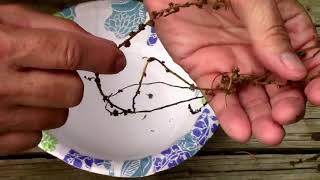 How I Save Beet Seeds. From Overwintering to Harvesting the Seeds.