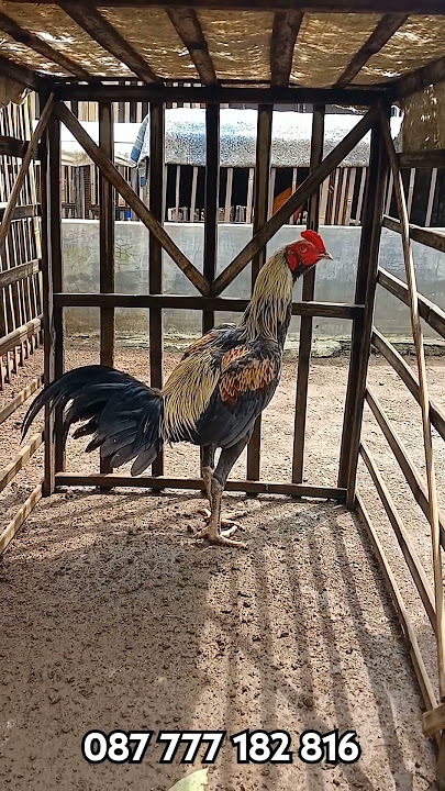 Ayam Pama Iq X Pama Ninja Usia 7 Bln#ayampama#ayampamaiq#ayampamangon#ayambangkok#funny#viralvideo