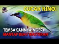 Tembakannya NGERI ! Mantap Buat MASTERAN BURUNG LOMBA | CUCAK KINOI Nembak Rapat