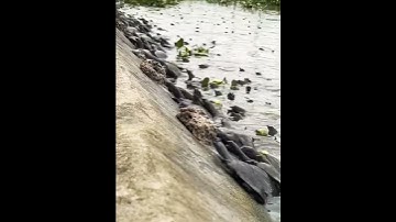 softshell turtle farming, turtle farming process, turtle farming and harvesting, Turtle farming