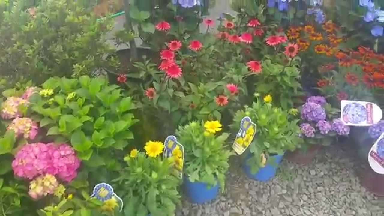 Keystone Plants June 2015 Special Tree, Perennial and