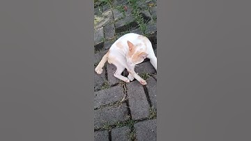 Kucing jalanan imut #shorts #kucing #kucinglucu #suarakucing