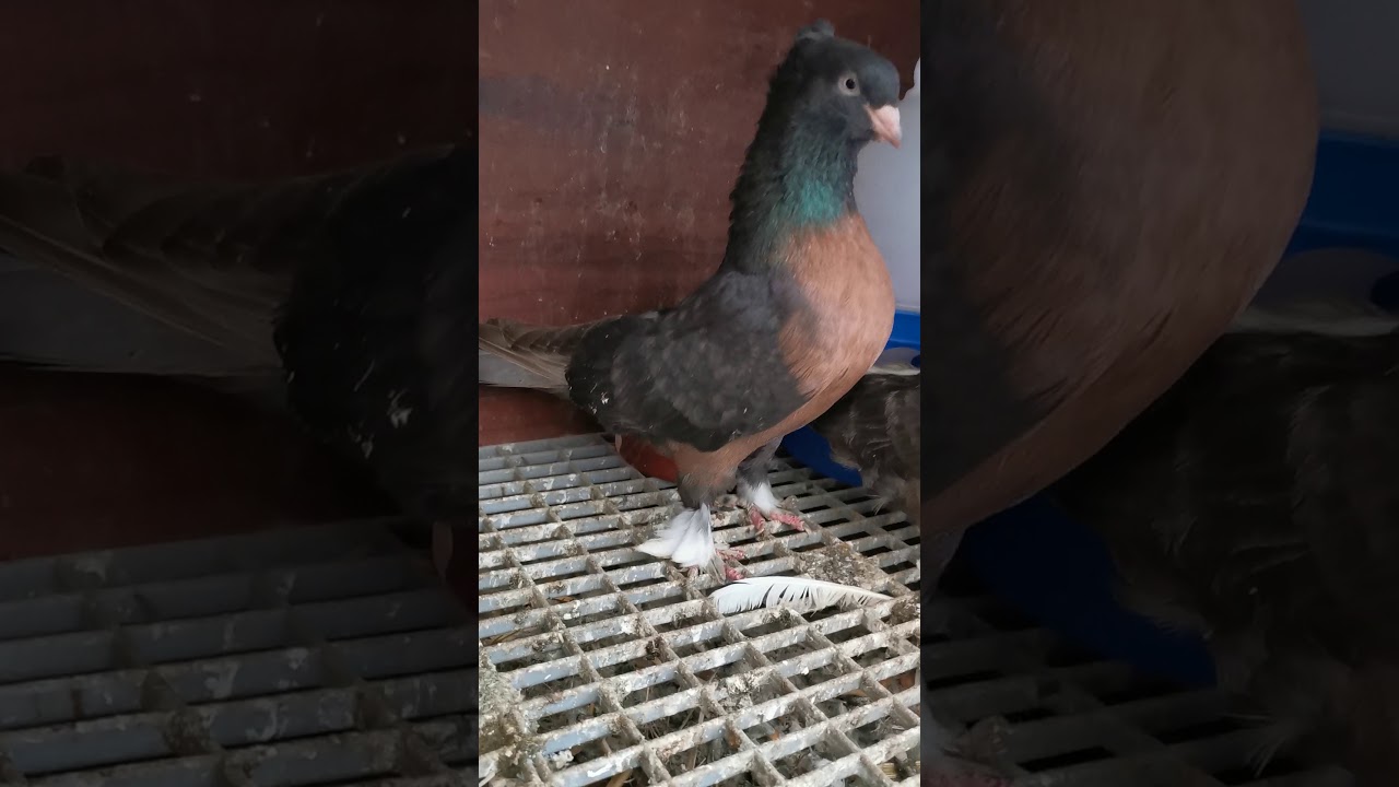 Rakipsiz Arka tepeli Miro YouTube