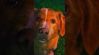Does Good Boy's dog die at the end of the movie? #goodboy #movie
