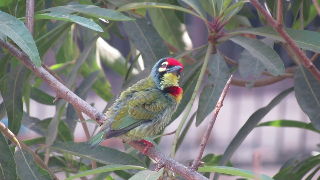 Coppersmith barbet bird 