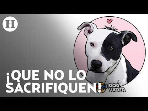 Redes sociales piden no sacrificar a perrito pitbull que casi arranca brazo a ladrón en Chiapas