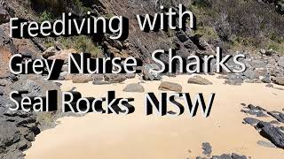 Freediving with Grey Nurse Sharks at Seal Rocks on the NSW Mid-North Coast