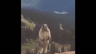 Screaming Marmot sings Helloween's song Halloween