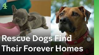 Rescue Dogs Find Their Forever Homes | The Dog House 🐶