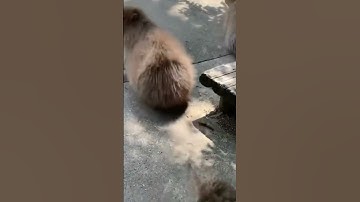 Those EARTHMAN ANNOY A CAPYBARA 😢😢😢 - via capybarasenthusiasts