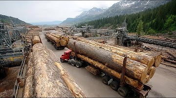 The Complete Wood Journey: Logging, Transport, Sawmill & Furniture Factory in Action