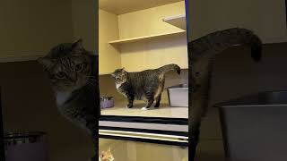 Alololo Oreo Awak Semangat Sangat La  Lepasni Kakak Kena Pergi Exercise Dulu La Ada Stamina Sikit