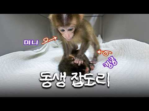 아기들의 <strong>치열</strong>(?) 한 서열 싸움💥 #TV동물농장 #우와한비디오 #우와비