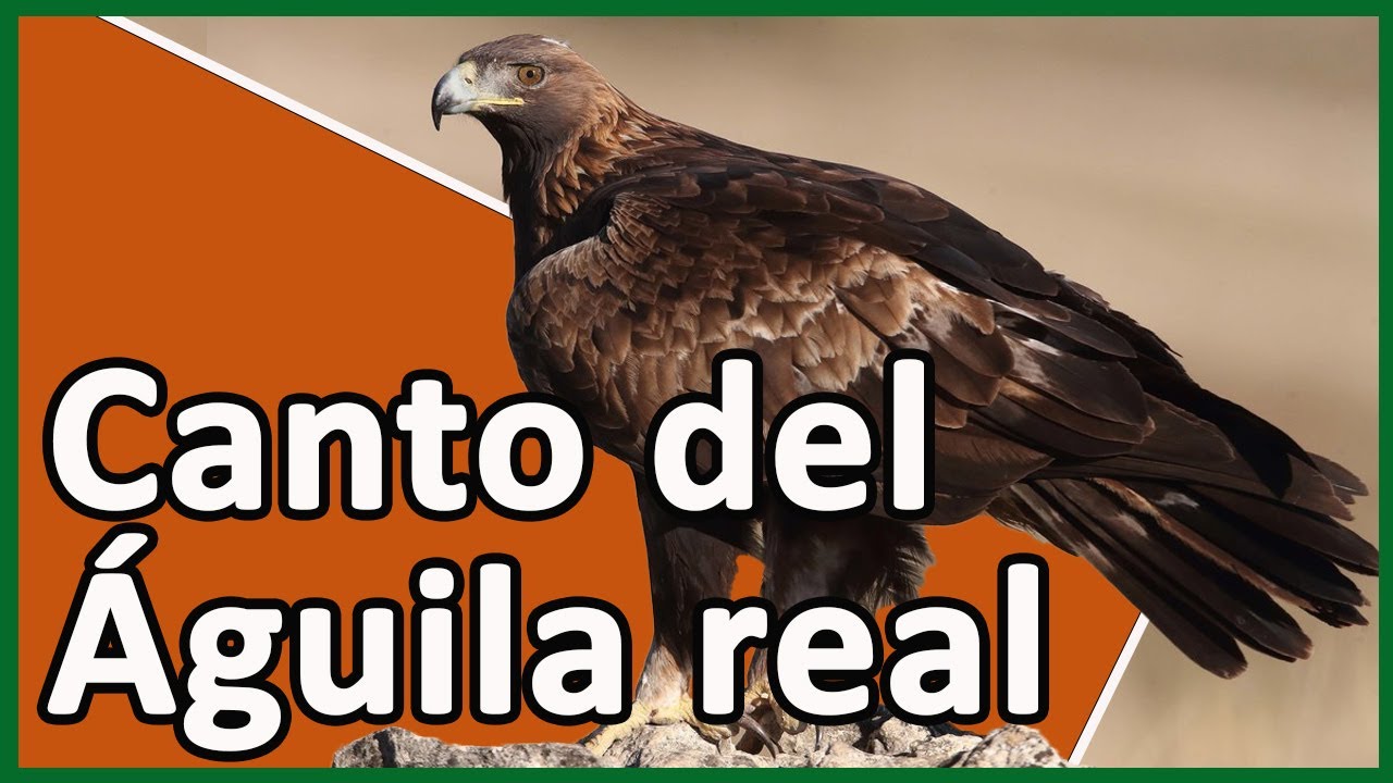 Canto Águila Real (Aquila chrysaetos) - YouTube