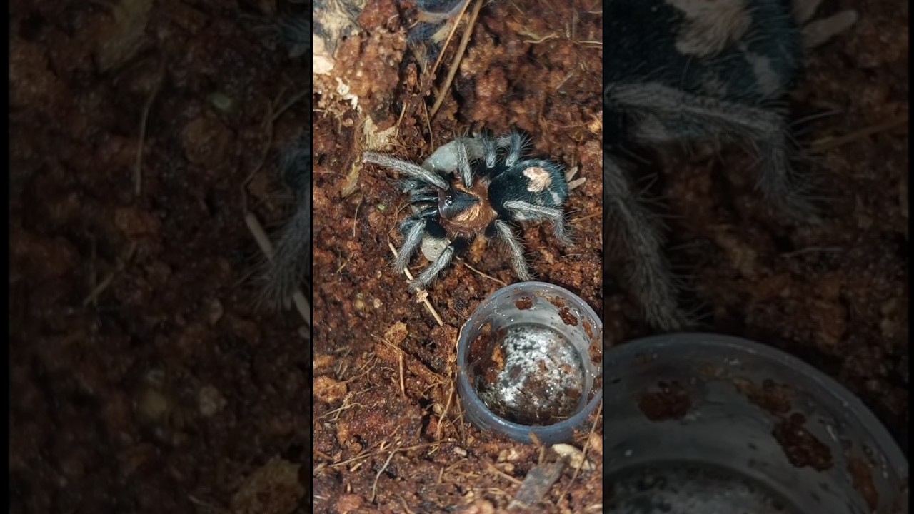 Dwarf Tarantula Feeding (C. elegans)