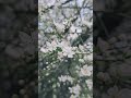 1 Hour Relaxing Music 🌸 Flowering Trees & Bird Sounds for Sleep, Study & Stress Relief #ambientmusic
