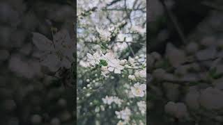 1 Hour Relaxing Music 🌸 Flowering Trees &amp; Bird Sounds for Sleep, Study &amp; Stress Relief #ambientmusic