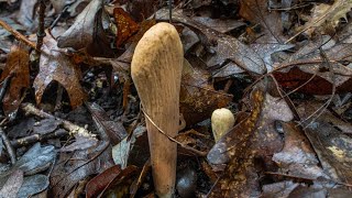 Edible Club Mushrooms (Claviradelphus americanus and others)