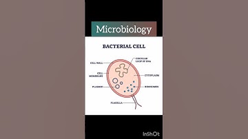 Bacterial cell #bacteria #bacterial #cell #microbiology #shorts