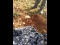 القبة