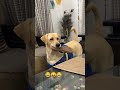  rancho viral.s doglover viralshort dog subscribe