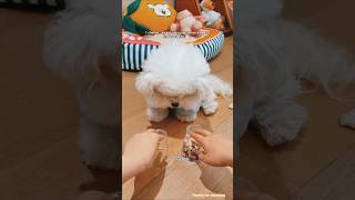 Smart Dog Ka Mind Game 😳 | Guess Where the Treat Is! #shorts #cute #dog #facts #funny #viral #pets