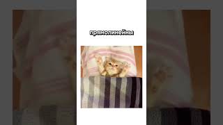 пиджины и креольские языки #лингвистика #язык #пиджин #английский #русский