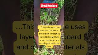 The Thursday Garden Revelation